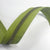 #5 Zipper Tape - 3 yard cut - Pear 537