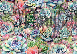 PREORDER - Sweary Succulents